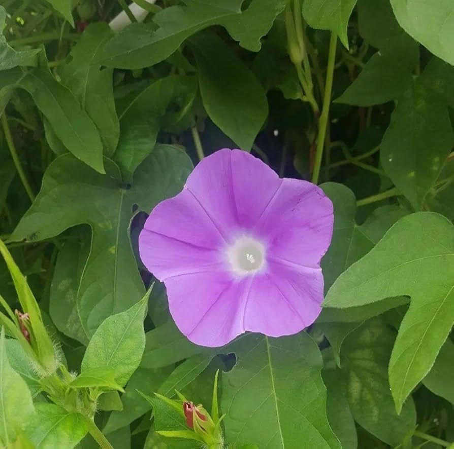 あさがおのたね朝顔の種 Amazon.co.jp: 朝顔の種 50粒 花 あさがお たね : DIY・工具